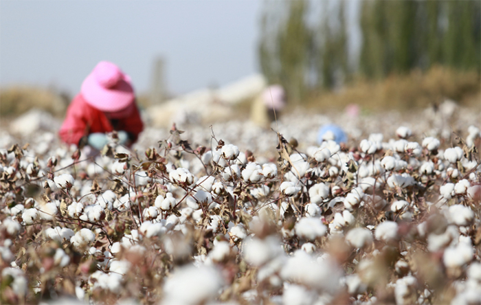 美国限制棉花进口